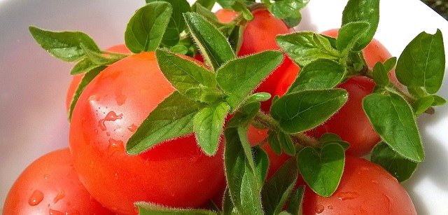 rajčata a bazalka